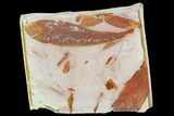 Fossil Seed Fern (Glossopteris) Plate - Australia #129618-1